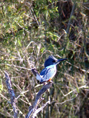 Ringed Kingfisher perched on a branch, captured with a Celestron Regal M2 65 ED Angled Zoom Spotting Scope, showcasing detailed bird viewing.