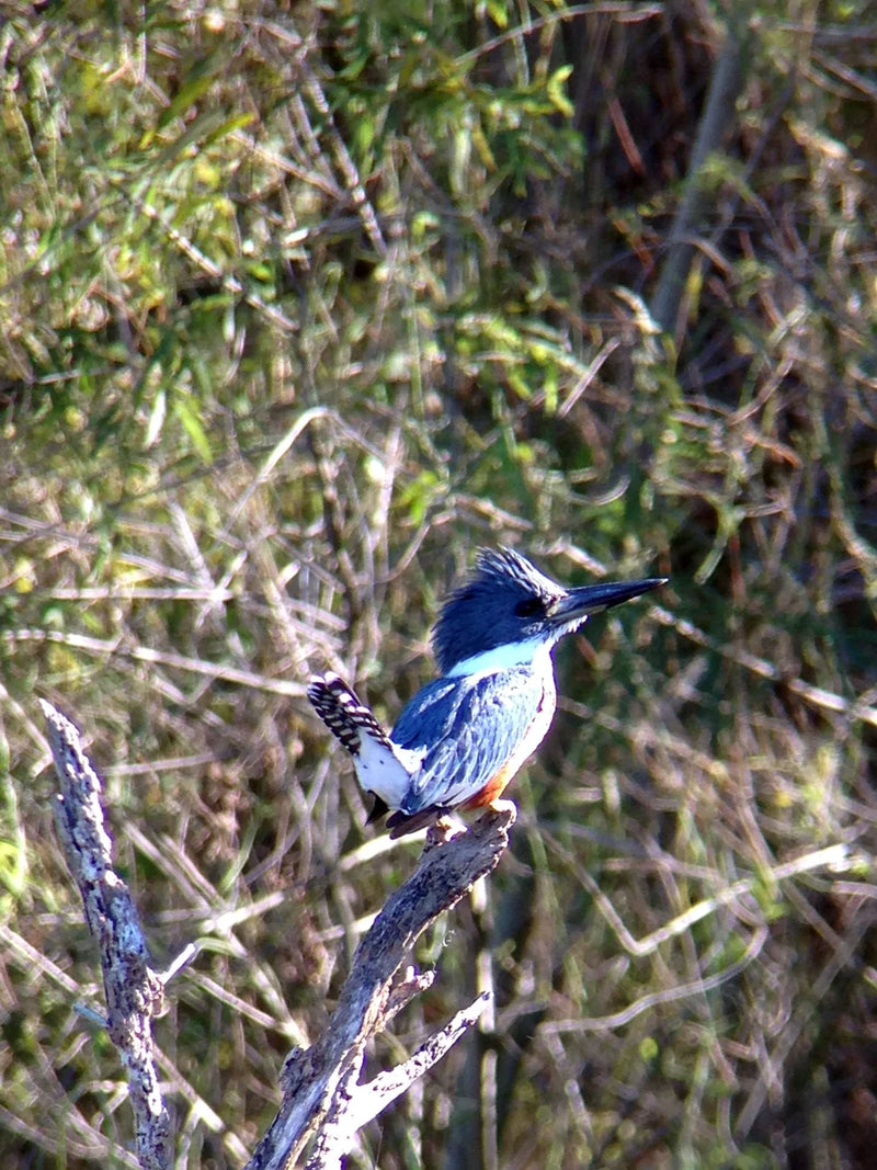 Ringed Kingfisher perched on a branch, captured with a Celestron Regal M2 65 ED Angled Zoom Spotting Scope, showcasing detailed bird viewing.