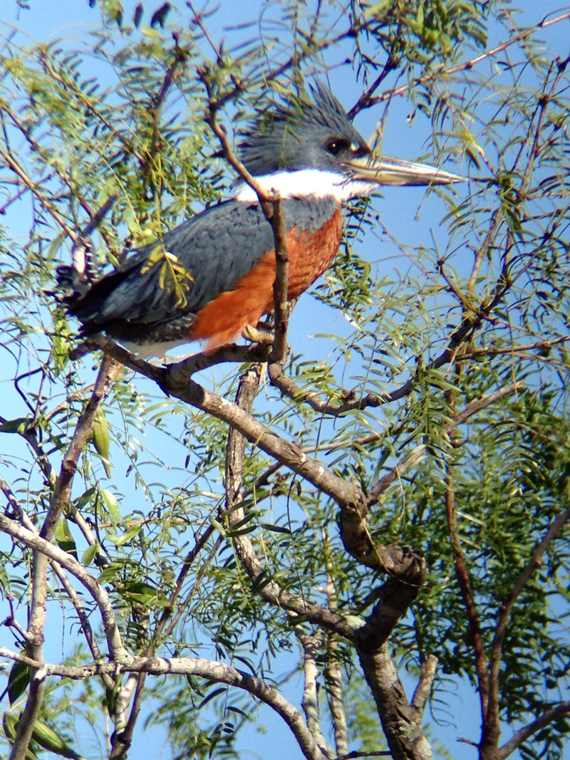 Celestron Regal M2 65 ED angled zoom spotting scope with a Ringed Kingfisher bird perched on a branch, detailed and vibrant.