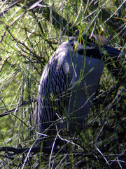 Celestron Regal M2 65 ED angled spotting scope with yellow-crowned night heron in natural habitat, showcasing outdoor birdwatching gear