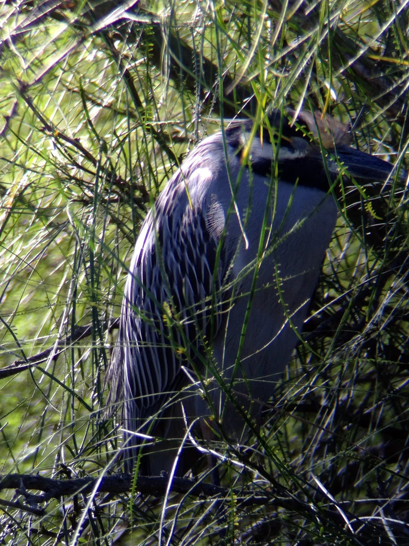 Celestron Regal M2 65 ED angled spotting scope with yellow-crowned night heron in natural habitat, showcasing outdoor birdwatching gear